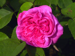 Rose de Resht